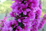 Lythrum salicaria